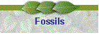 Fossils