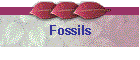 Fossils