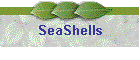 SeaShells